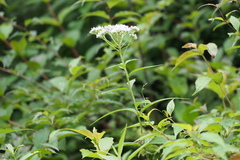 Eupatorium makinoi