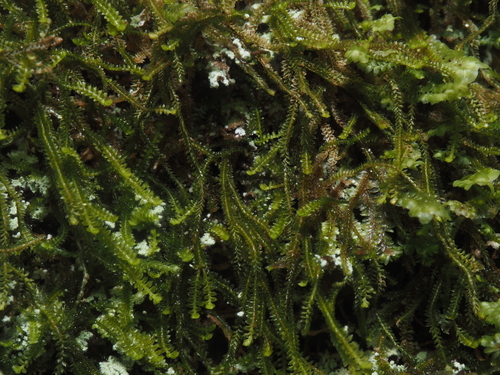 Sphenolobopsis