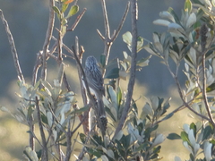 Plectorhyncha lanceolata