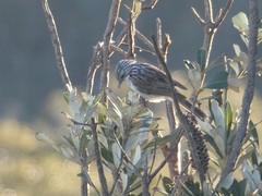 Plectorhyncha lanceolata