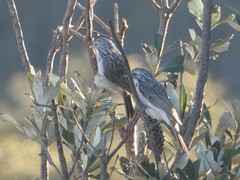 Plectorhyncha lanceolata
