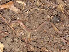 Amynthas gracilis