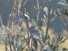 Plectorhyncha lanceolata