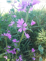 Malva sylvestris
