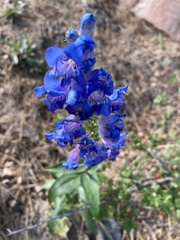 Penstemon glaber