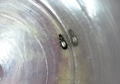 Microlestes plagiatus
