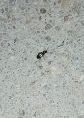 Microlestes plagiatus