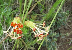 Glumicalyx goseloides