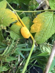 Puccinia urticata