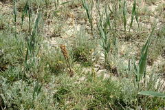 Orobanche cumana