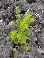 Cryptogramma acrostichoides