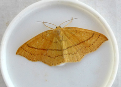 Cyclophora linearia