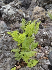 Cryptogramma acrostichoides