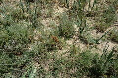 Orobanche cumana