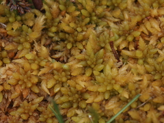 Sphagnum austinii