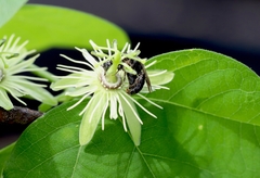 Protandrena passiflorae