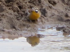 Emberiza flaviventris