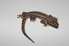 Hemidactylus frenatus