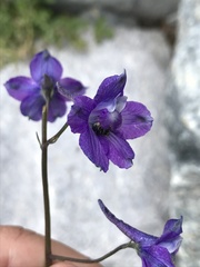 Delphinium polycladon