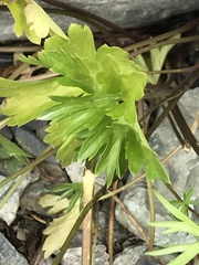 Delphinium polycladon