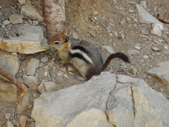 Callospermophilus lateralis certus