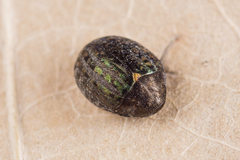 Cytilus sericeus