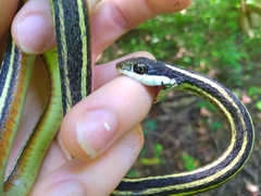 Thamnophis saurita saurita