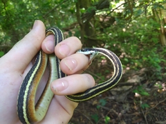 Thamnophis saurita saurita