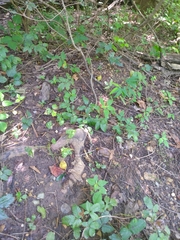 Thamnophis saurita saurita