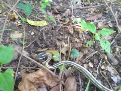 Thamnophis saurita saurita