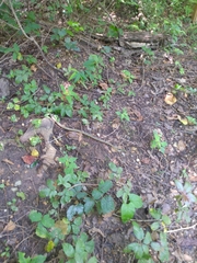 Thamnophis saurita saurita