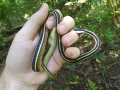 Thamnophis saurita saurita