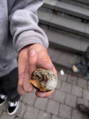Gastropoda