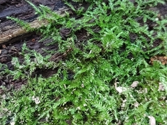 Proceratium silaceum