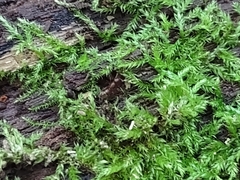 Proceratium silaceum