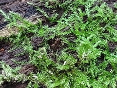 Proceratium silaceum