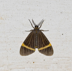 Aclytia leucaspila