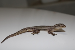 Hemidactylus frenatus