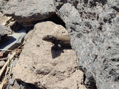 Gallotia caesaris