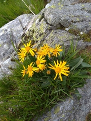 Senecio doronicum