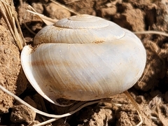 Micrarionta rufocincta