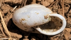 Micrarionta rufocincta