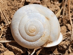 Micrarionta rufocincta