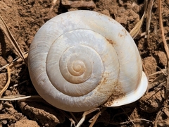 Micrarionta rufocincta