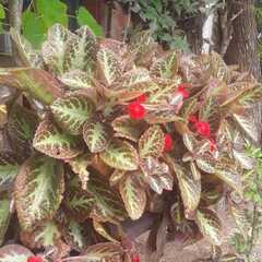 Episcia cupreata