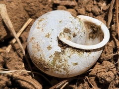 Micrarionta rufocincta