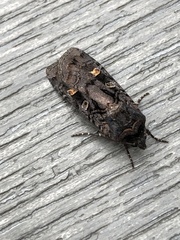 Actebia fennica
