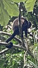 Alouatta palliata