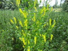 Melilotus altissimus