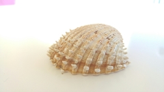 Acanthocardia echinata